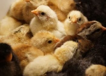 Escuela Martín Güemes inaugura incubadora de pollitos con taller especializado