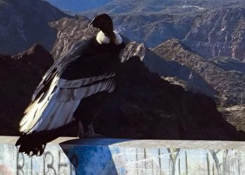 Cóndores en San Rafael: piden evitar alimentarlos y respetar su hábitat