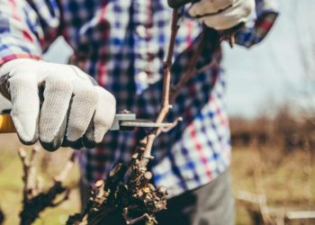 La Guevarina será sede de una nueva edición del concurso provincial de poda de frutales