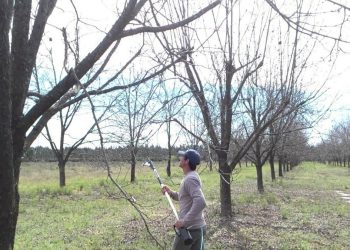 El INTA realizará capacitaciones sobre producción de frutos secos