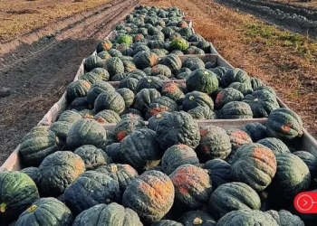 Crisis en el agro: productores de zapallo al límite por precios irrisorios