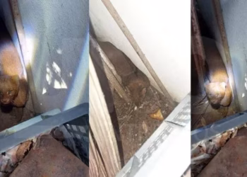 Cómo es el yaguarundí o “gato nutria”, el extraño felino que encontraron en el patio de una casa en Entre Ríos