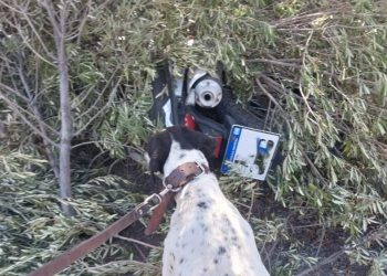 Villa 25 de Mayo: perro policía ayudó a recuperar una moto robada