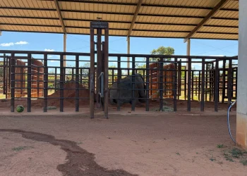 La elefanta Kenya ya está en el Santuario de Brasil