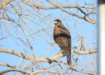 Gavilanes en San Rafael: parte del paisaje urbano y protagonistas del equilibrio ambiental