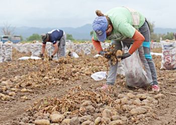 Frutas y verduras: denuncian que los precios actuales no cubren los costos y agricultores evalúan si volverán a plantar