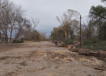 Vialidad Provincial realiza trabajos de arbolado en La Guevarina