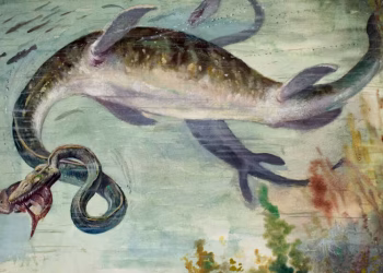 Incertidumbre por el hallazgo de un “monstruo marino” de 12 metros: no se parece a ningún animal conocido