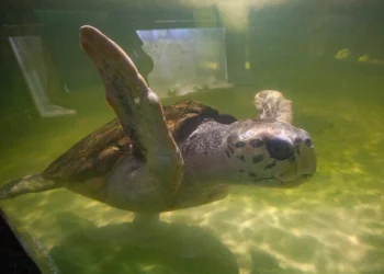 El tortugo Jorge cumplió tres meses de libertad en aguas brasileñas