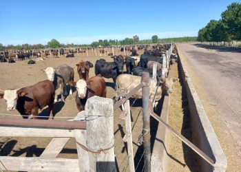 Aumento del abigeato en San Rafael: buscan georreferenciar los campos ganaderos