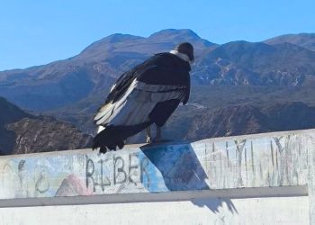 Fundación Cullunche pidió declarar santuario la zona de cóndores en Valle Grande para proteger los ejemplares y su hábitat