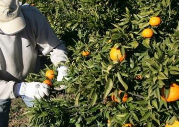 En San Rafael hay más de 1000 viviendas con árboles cítricos y es vital cosecharlos para evitar la Mosca del Mediterráneo.