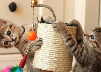 Los nombres de gato más elegidos en Argentina, según la Inteligencia Artificial