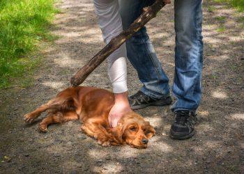 Maltrato animal: la Asociación Protectora de Animales y Plantas recomienda hacer denuncias