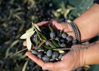 La Anmat prohibió la venta de un aceite de oliva producido en Mendoza