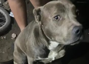 «Nunca pasó una cosa así»: hablaron los dueños de los pitbulls que habrían matado al niño en La Plata