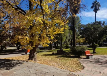 Alerta en Plaza 9 de Julio por posible envenenamiento de perros