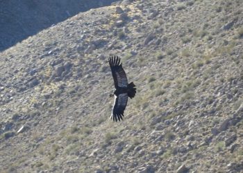 Zorros y cóndores en Valle Grande: belleza natural y la necesidad de respetar la fauna