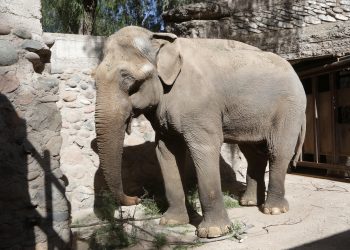 La autopsia al elefante Tamy reveló la causa de su muerte en Mendoza