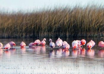 El Nihuil de rosa: los flamencos deslumbran en el lago