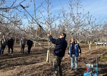Ante el creciente interés en los “frutos secos” capacitarán sobre poda de nogales y pistachos