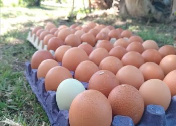 Crece el interés por la producción de huevos en el sur mendocino