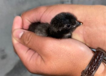 La Escuela Martín Güemes de La Llave celebra el nacimiento de sus primeros pollitos incubados