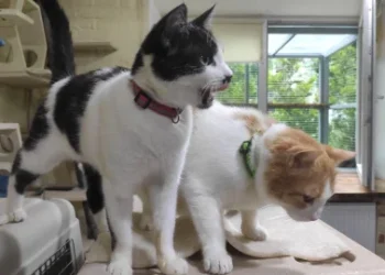 Condenaron a dos adolescentes a un año y nueve meses de cárcel por torturar y matar gatos