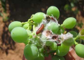 Mendoza invertirá más de $13.000 millones para combatir la plaga de la lobesia en viñedos