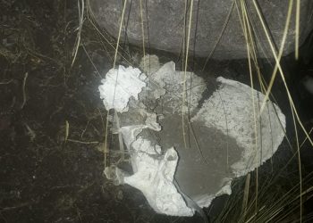 Los huesos hallados en El Nihuil podrían ser de indígenas