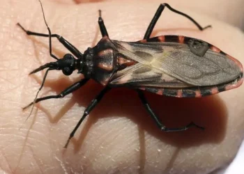 Chagas en Mendoza: lanzarán una app para poder identificar al insecto