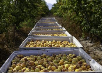 Advierten sobre la “vulnerabilidad” del sur mendocino de cara a la temporada agrícola