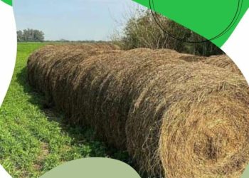 La escuela Iaccarini vende rollos de alfalfa propios a excelente precio