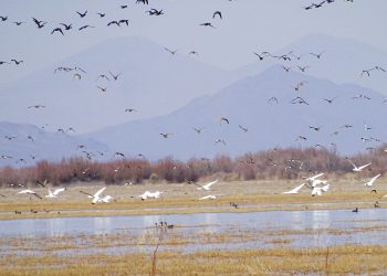 La Reserva Natural Laguna Las Salinas está habilitada bajo la Ley Prov. N° 6045