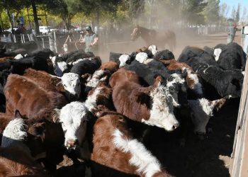 La Provincia invierte en proyectos orientados a mejorar la competitividad y producción ganadera