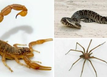 Realizan charla sobre animales ponzoñosos y prevención de accidentes en zona rural