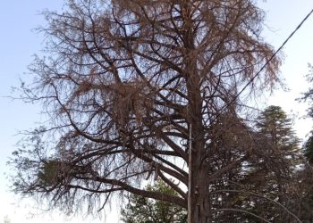 Sí, hablemos seriamente del arbolado público de San Rafael