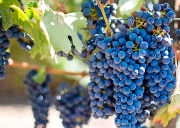 San Rafael se mantiene como el 4to productor de uva Bonarda en Argentina