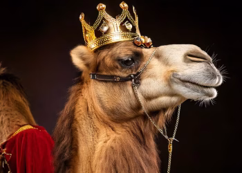 Los seguros más insólitos que se contratan en la Argentina: robots, yaguaretés y hasta camellos que actúan