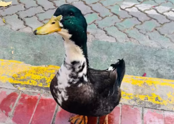 Ya tiene abogado: un pato fue desalojado de la peatonal de Mendoza y los vecinos juntan firmas para que vuelva
