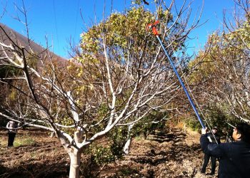 INTA: jornada en campo sobre poda de formación en nogales y pistacho