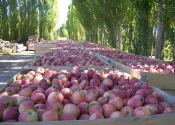 Las exportaciones de Mendoza se estancaron durante el primer semestre