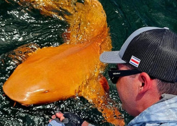 Pescadores encontraron un extraño tiburón de piel naranja naranja