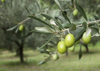 San Rafael busca potenciar la producción olivícola con algas y biotecnología natural