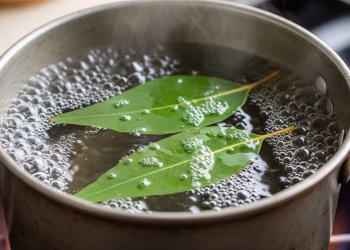 Por qué hay que hervir eucalipto en agua: Cuáles son sus beneficios