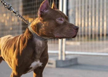 Ataque de pitbulls en Potrerillos: se reabre el debate sobre la tenencia responsable en Mendoza