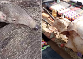 Horror en Mendoza: secuestran artesanías hechas con restos de osos hormigueros y otros animales protegidos