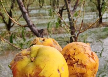 Vargas Arizu priorizó el Fondo Compensador Agrícola por sobre la lucha antigranizo: “Al que le cae granizo se lo ayuda directamente”