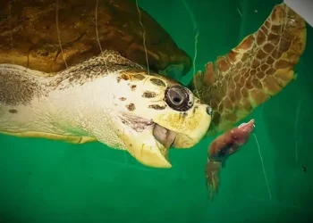 Preocupación por el tortugo Jorge, que desapareció en Río de Janeiro tras ser liberado en Mar del Plata