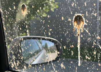 Cómo limpiar los excrementos de los pájaros en los vidrios de los auto